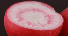 หัวไชเท้าแตกหน่อ