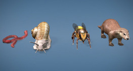 ความหลากหลายของอวัยวะตรวจจับแสง