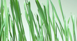 ข้าวสาลี