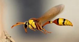 The European hornet