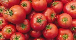 มะเขือเทศ