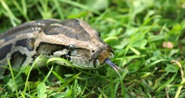 งูหลามอินเดีย