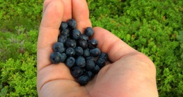 การเก็บบลูเบอร์รี่