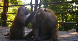 ซิเมียน