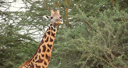 สะวันนา - บนเส้นทางสายฝน