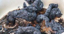 งูป่าดํา