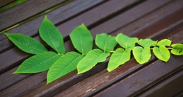 ไอแลนทัส