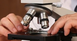 การตรวจคลอโรพลาสต์