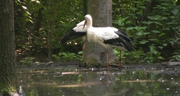 The white stork