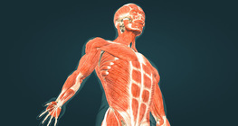 กล้ามเนื้อของมนุษย์