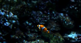 ปลาการ์ตูน