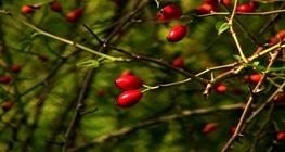 ฮอว์ธอร์น