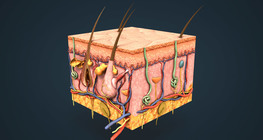 Layers of the skin; cutaneous senses
