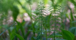 ทุ่งหญ้าหางม้า