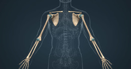 The bones of the upper limbs