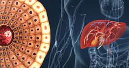 The anatomy and functions of the liver