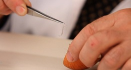 การเตรียมตัวอย่างเนื้อเยื่อของหัวหอม