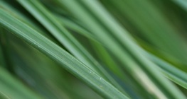 พืชวงศ์กก