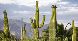 กระบองเพชร