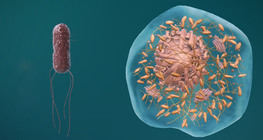 The structure of prokaryotic and eukaryotic cells