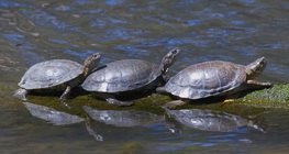 เต่าหวายยุโรป