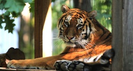 เสือไซบีเรีย