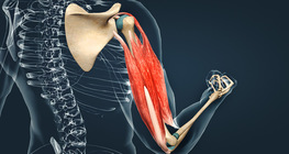 Muscles of the upper arm