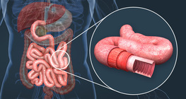 Anatomy of the small intestine