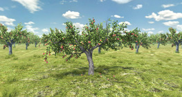 Apple tree