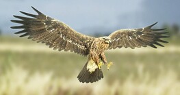 Steppe eagle
