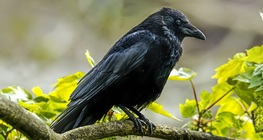 การฝึกนกเรเวน