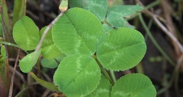 ใบโคลเวอร์