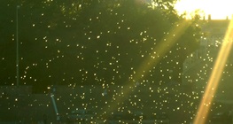 แมลงเม่าหางยาว