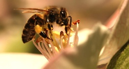 การผสมเกสร