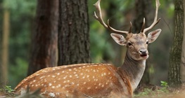 กวางฟอลโลว์