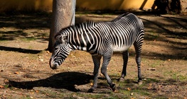 สัตว์เลี้ยงลูกด้วยนมในทุ่งหญ้าสะวันนา