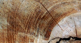 วงแหวนประจำปีของต้นไม้