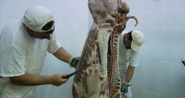 กระบวนการผลิตเนื้อสุกร