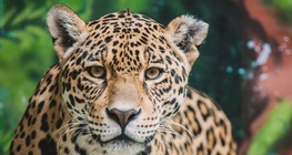 เสือจากัวร์