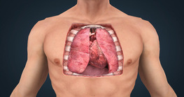 The anatomy of the heart