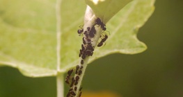 ระบบนิเวศ