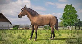 ม้าบ้าน