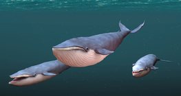 วาฬสีน้ำเงิน