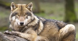 หมาป่าสีเทา