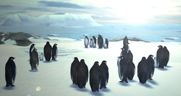 เพนกวินจักรพรรดิ