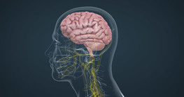 Parts of the human brain