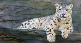 เสือดาวหิมะ