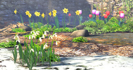 Bulbous spring plants