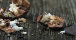 วอลนัททั่วไป