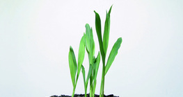 ข้าวโพดงอก